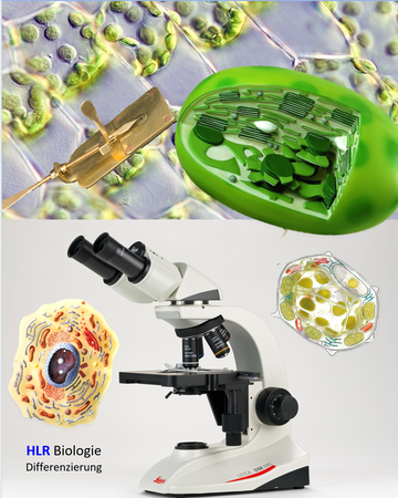 Bio Mikroskop mit Zellen 